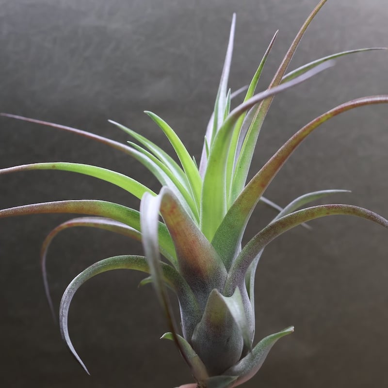 ラブノット（カピタータ×ストレプトフィラ）Mサイズ70号 | air-plants