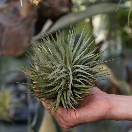 air-plants TENGU-DO
