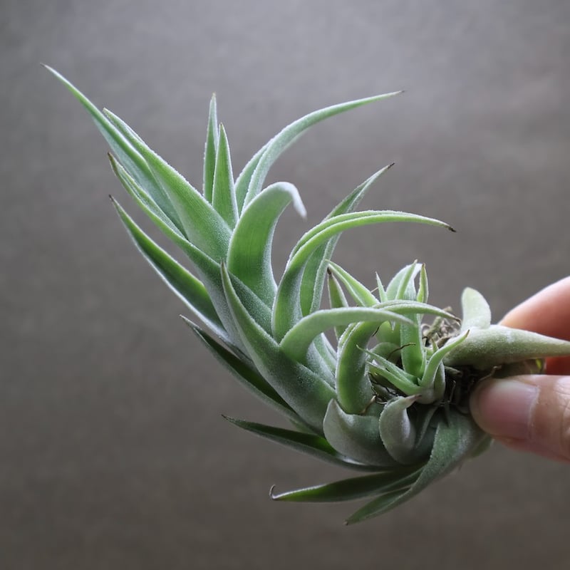 エディシアエ 68号 | air-plants TENGU-DO