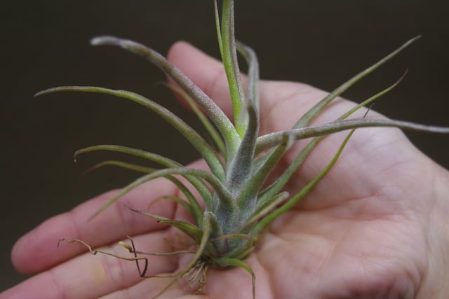 ティムズツイスター × レックス 02号 | air-plants TENGU-DO