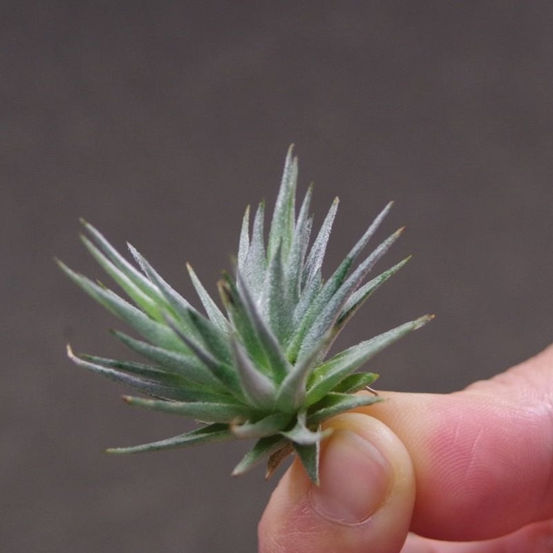 ロリアセア | air-plants TENGU-DO