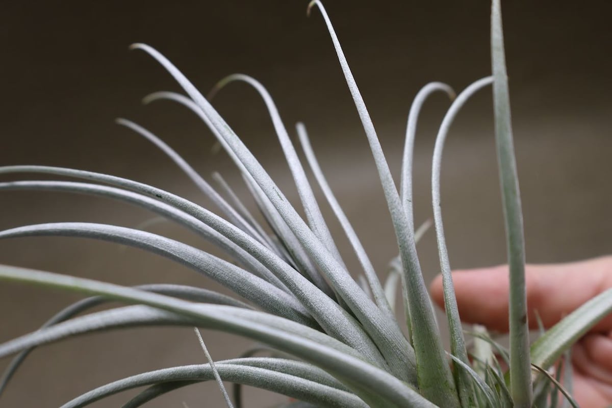 ミマ チリテンシス 09号 | air-plants TENGU-DO
