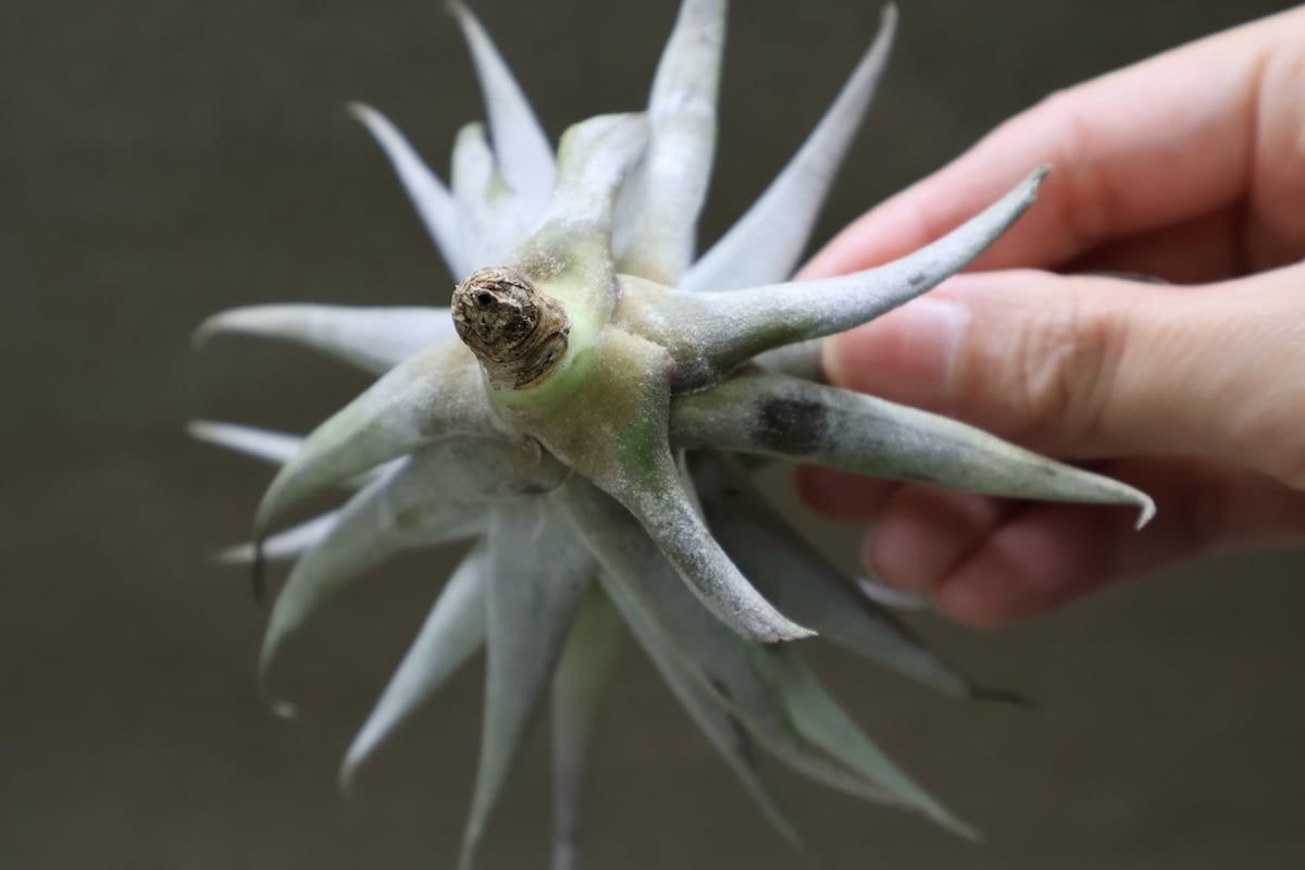 ホンジュレンシス 09号 | air-plants TENGU-DO