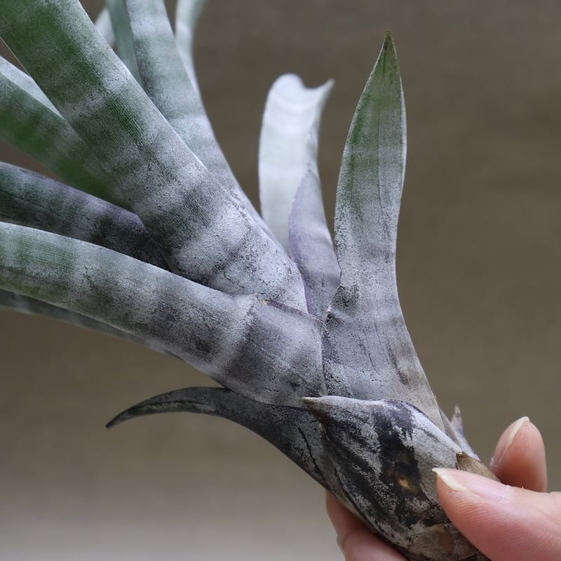 ヒルダエ 52号 | air-plants TENGU-DO