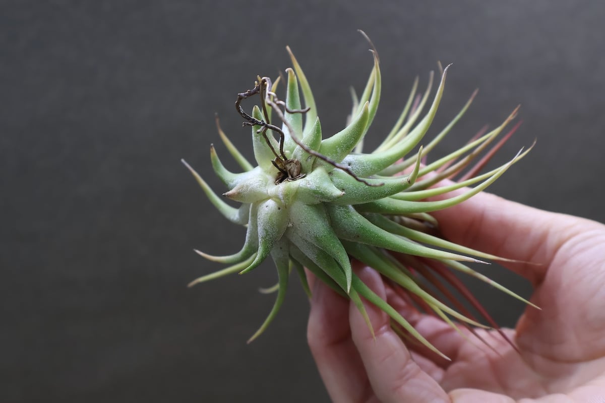イオナンタ ロシータ ジャイアントクローン 05号 | air-plants TENGU-DO