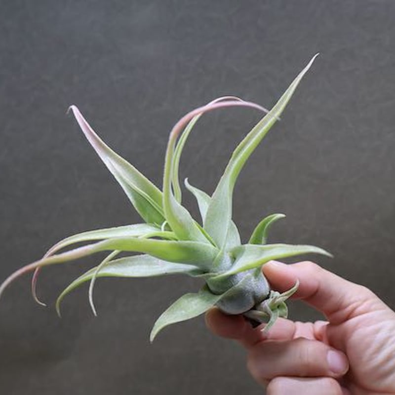 ディグエティ 13号 | air-plants TENGU-DO