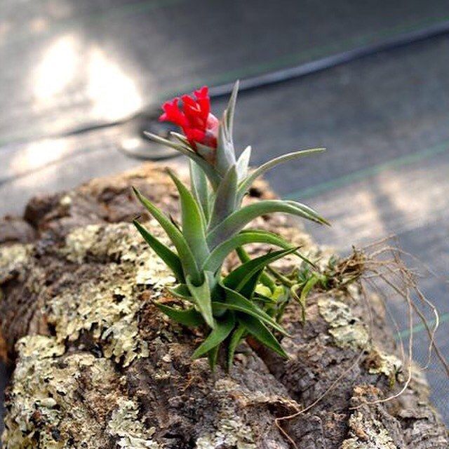 エディシアエ 68号 | air-plants TENGU-DO