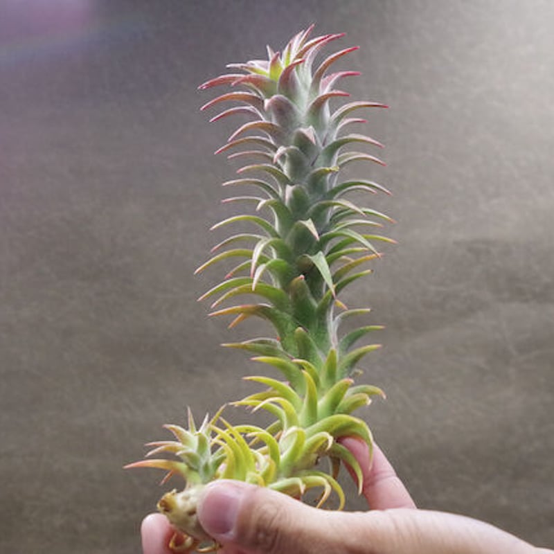 イオナンタ バンハイニンギー と アルビノ イオナンタ