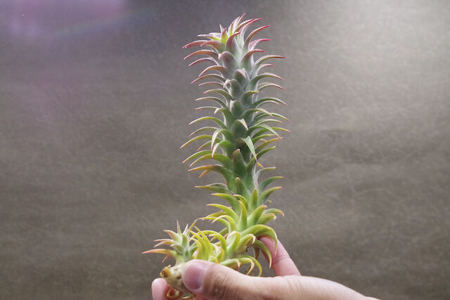 イオナンタ　バンハイニンギー　と　アルビノ イオナンタ バンハイニンギー 56号 | air-plants TENGU-DO