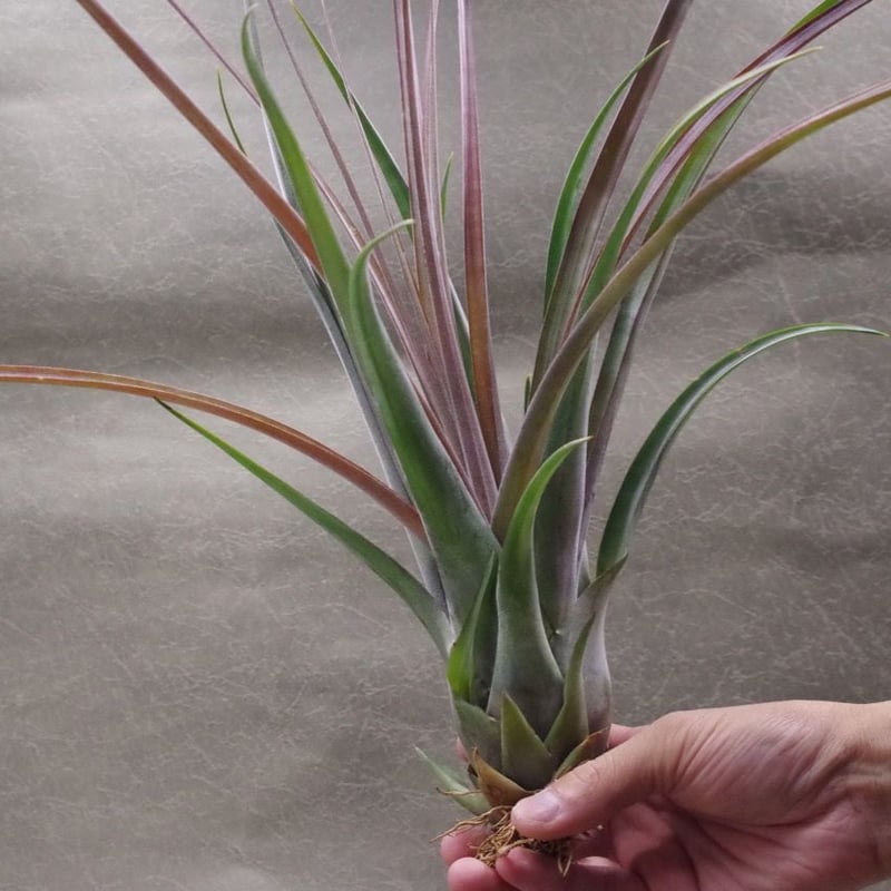 ストレプトフィラ×ノバキー 03号 | air-plants TENGU-DO ストレプトフィラ×ノバキー 03号 | air-plants TENGU-DO