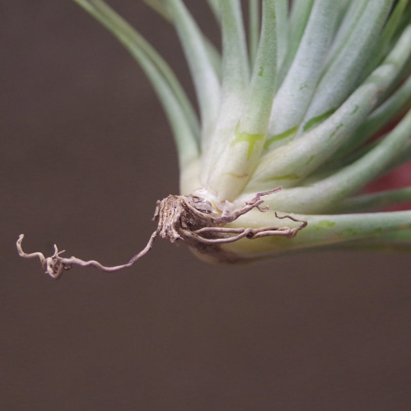 イオナンタ ファットボーイ 20号 | air-plants TENGU-DO