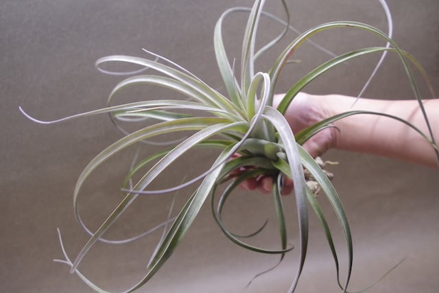 exserta × xerographica〔エアプランツ〕T5172 exserta × xerographica〔エアプランツ〕T5172