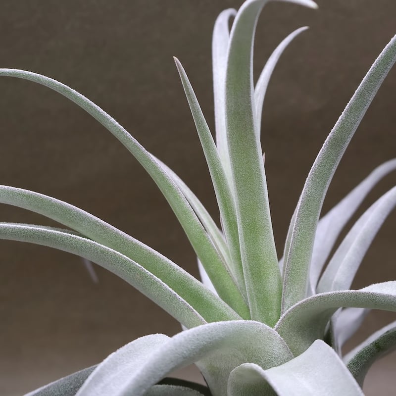 ベアコレアーレ（ストレプトフィラ x チアペンシス）05号 | air-plants