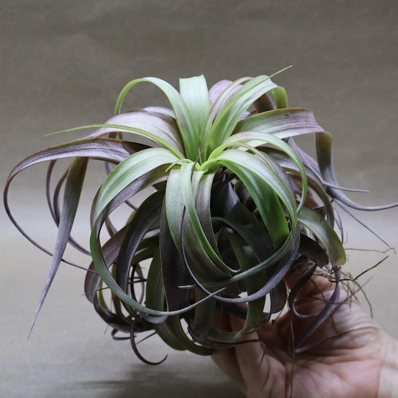 ラブノット（カピタータ×ストレプトフィラ）71号 | air-plants TENGU-DO