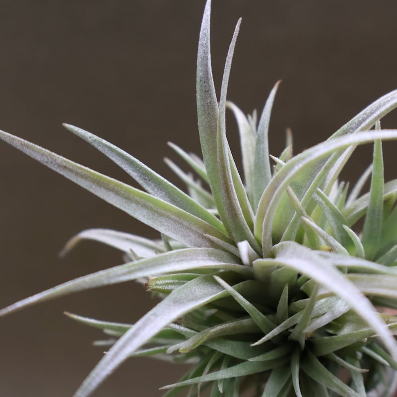 カピタータ モーヴ 27号 | air-plants TENGU-DO