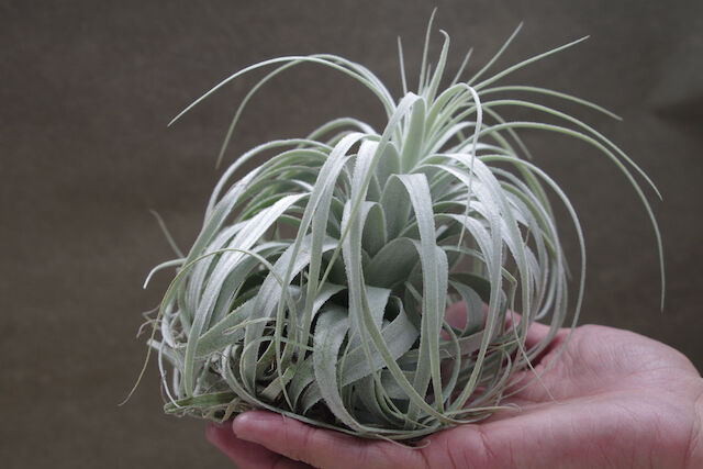 チャペウエンシス・チュリフォルミス　　(tillandsia,ティランジア) チャペウエンシス チュリフォルミス 01号 | air-plants TENGU-DO