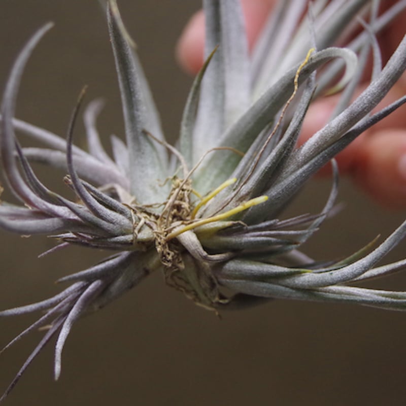 バルサセンシス クランプ 12号 | air-plants TENGU-DO