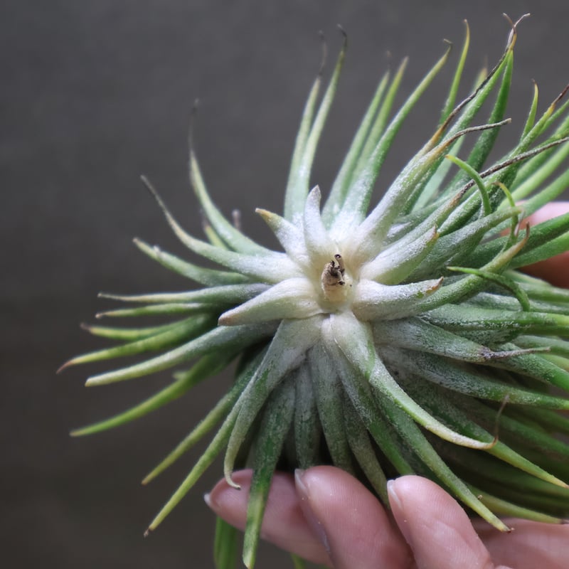 Tillandsia イオナンタ モンストローサ 希少！チランジアの変異個体【クレステッド&モンストローサとは
