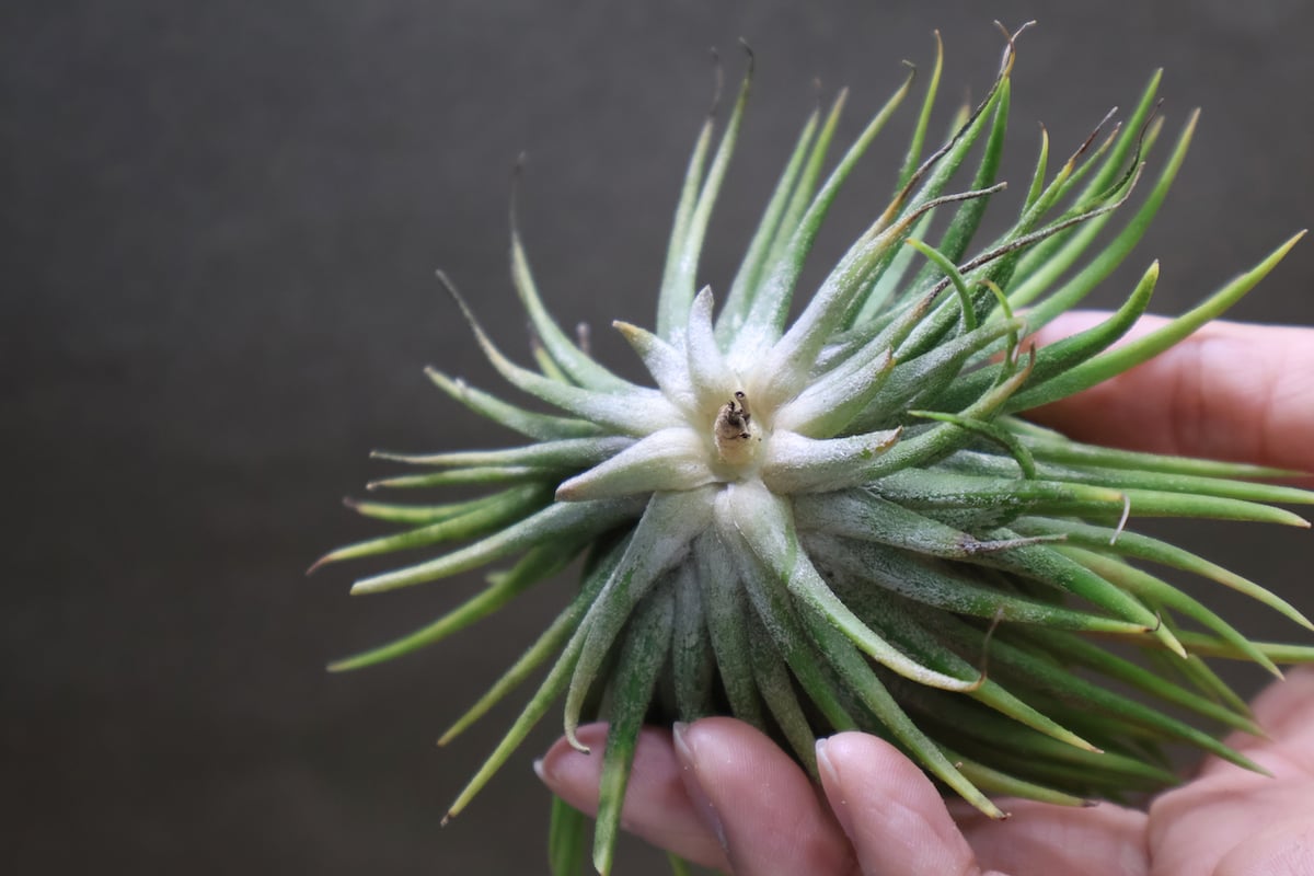 イオナンタ モンストローサ 07号 | air-plants TENGU-DO イオナンタ モンストローサ 07号 | air-plants TENGU-DO