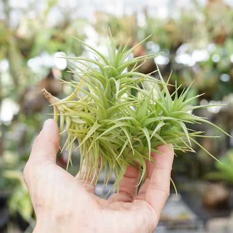 CATEGORY 品種名：A/B/C/D | air-plants TENGU-DO