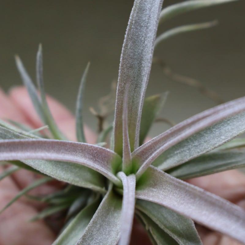 チアペンシス ギガンテスコ 21号 | air-plants TENGU-DO