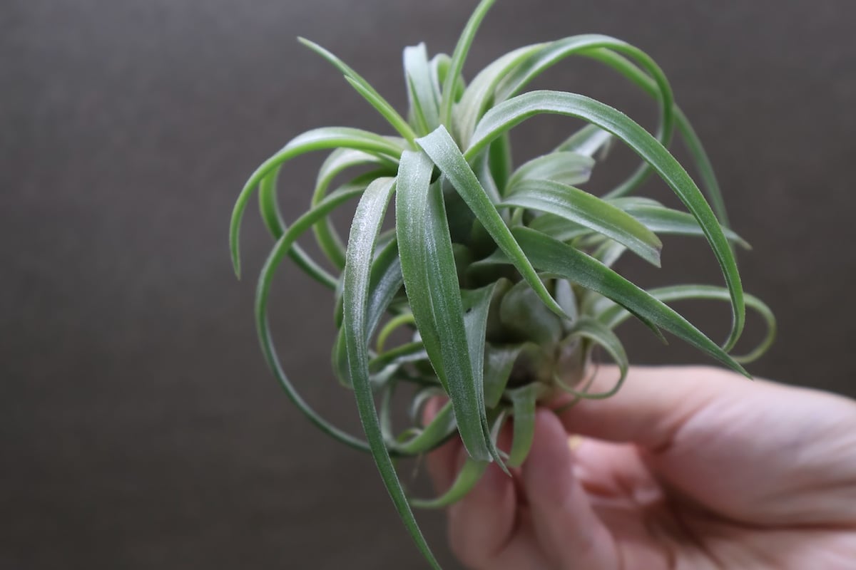 カーリースリム x イオナンタ ロン 01号 | air-plants TENGU-DO