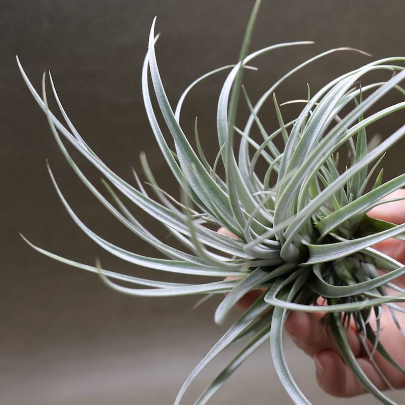 ミマ チリテンシス 09号 | air-plants TENGU-DO