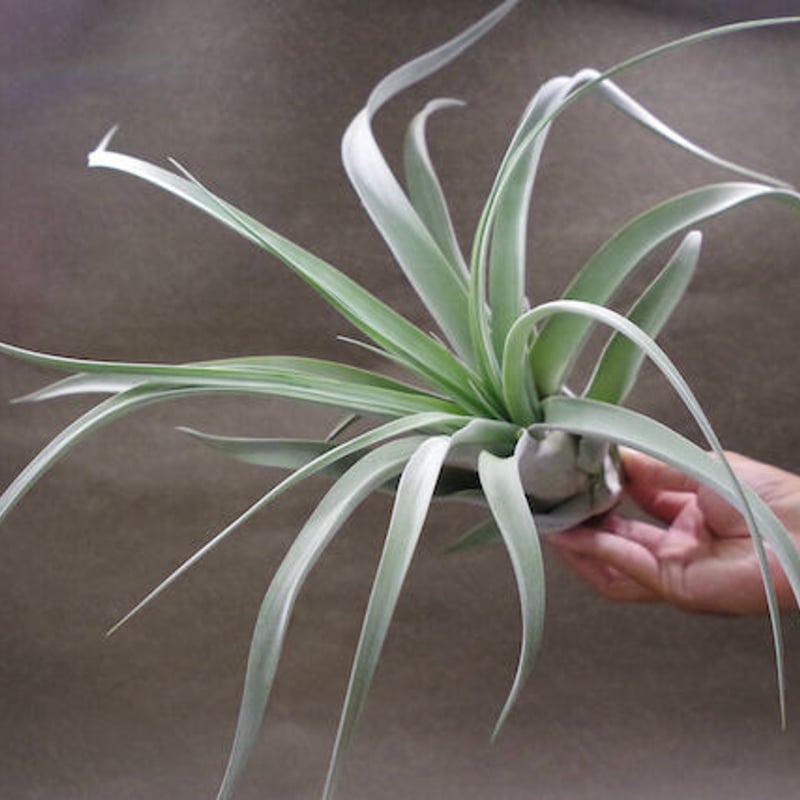 キセログラフィカ × チアペンシス 06号 | air-plants TENGU-DO