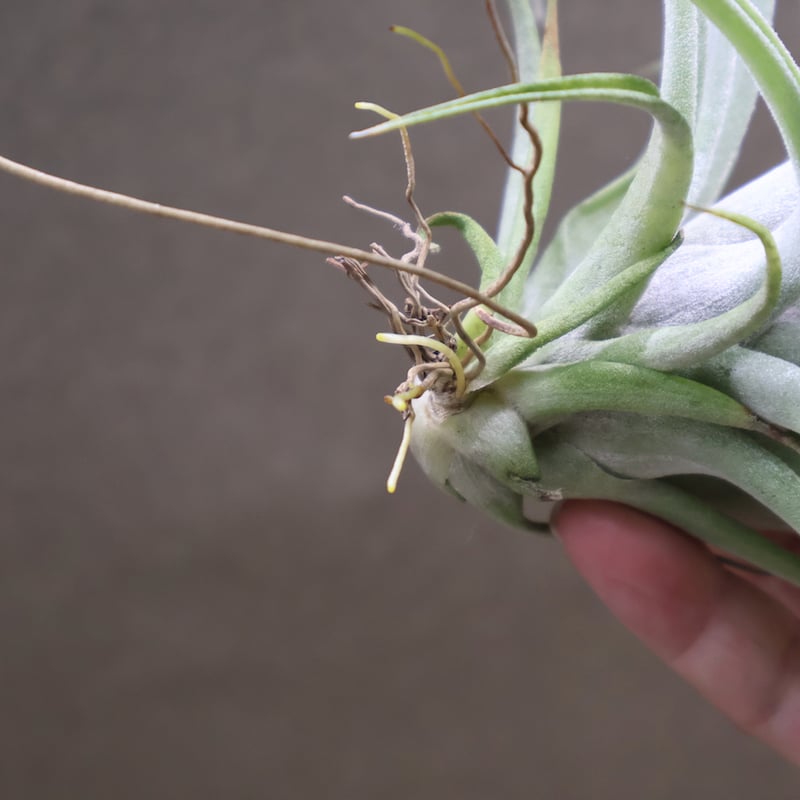 チランジア ハリシー × ベアコレアーレ ベアコレアーレ × ハリシー 01号 | air-plants TENGU-DO