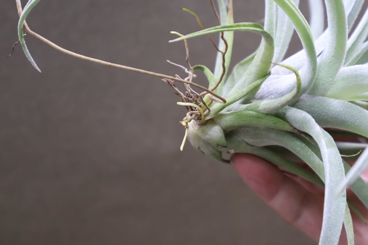 チランジア ハリシー × ベアコレアーレ ベアコレアーレ × ハリシー 01号 | air-plants TENGU-DO