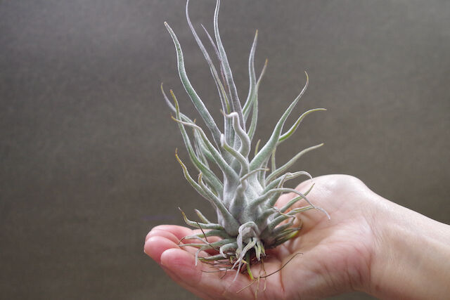 ティランジアペディセラタ　ブルボーサタイニーダンサーセット ティランジアペディセラタブルボーサタイニーダンサーセット