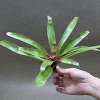 セレリアナ ミニパープル 11号 ※送料込 | air-plants TENGU-DO