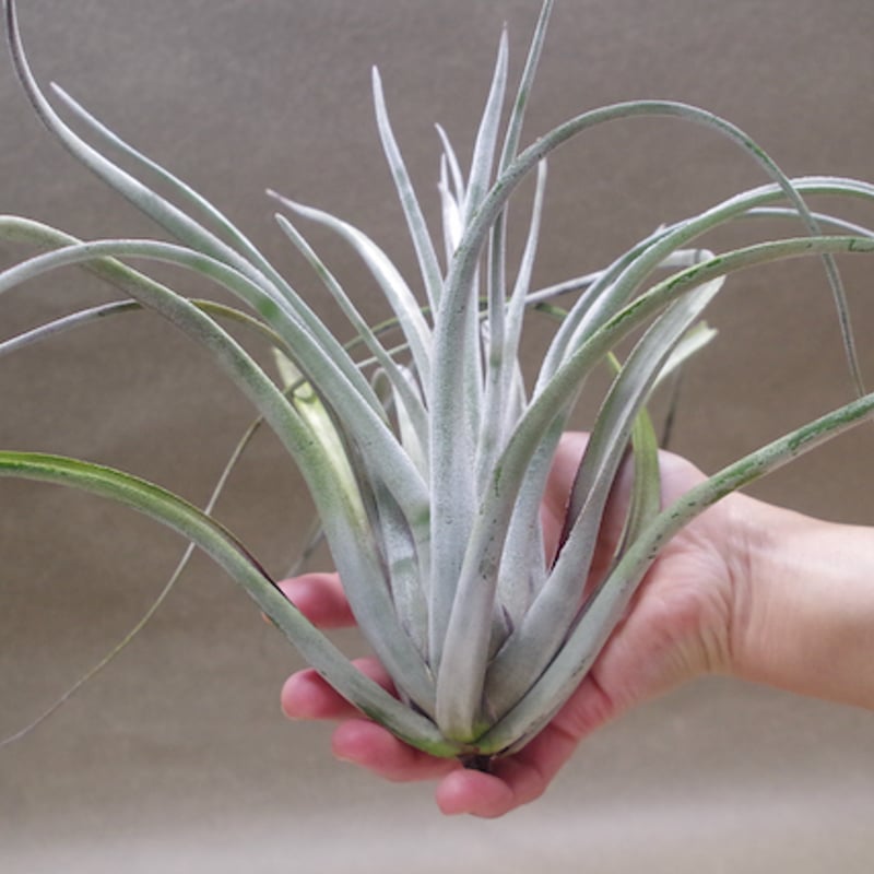 クラーケン 01号 | air-plants TENGU-DO