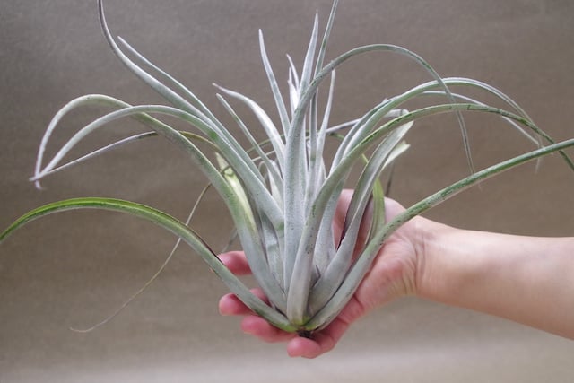 専用　Tillandsia Kraken 速達発送 クラーケン 01号 | air-plants TENGU-DO
