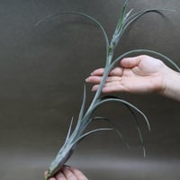 スプレンゲリアナ Lサイズ 02号 | air-plants TENGU-DO
