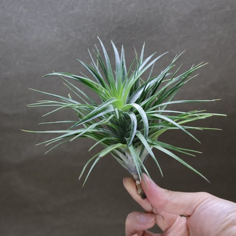 CATEGORY エアープランツ（ティランジア） | air-plants TENGU-DO