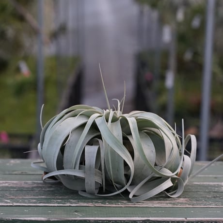 exserta × xerographica〔エアプランツ〕T5172 exserta × xerographica〔エアプランツ〕T5172 exserta × xerographica