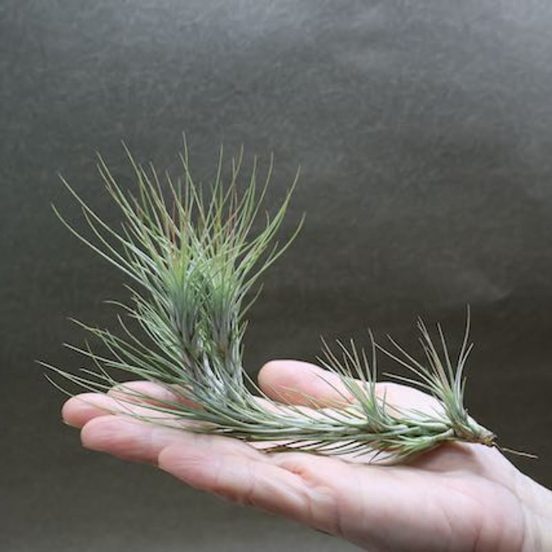 特大 チランジア フンキアナ クランプ エアープランツ ティランジア フンキアナ クランプ ④「Tillandsia funckiana