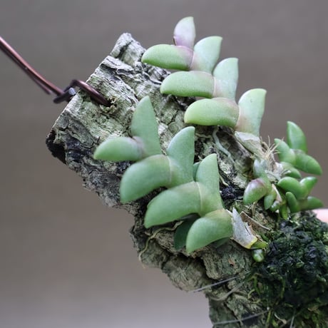 air-plants TENGU-DO