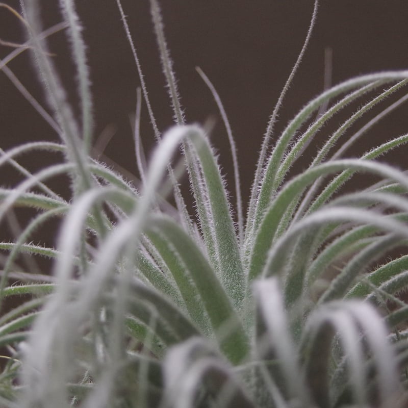 テクトラム クランプ01号 | air-plants TENGU-DO