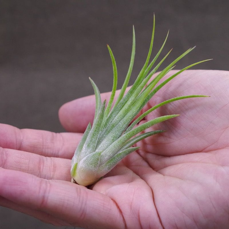 Tillandsia 'Tall Velvet' 石火 エアープランツ 楽天市場】チランジア イオナンタ 'トールベルベット' (エアープランツ