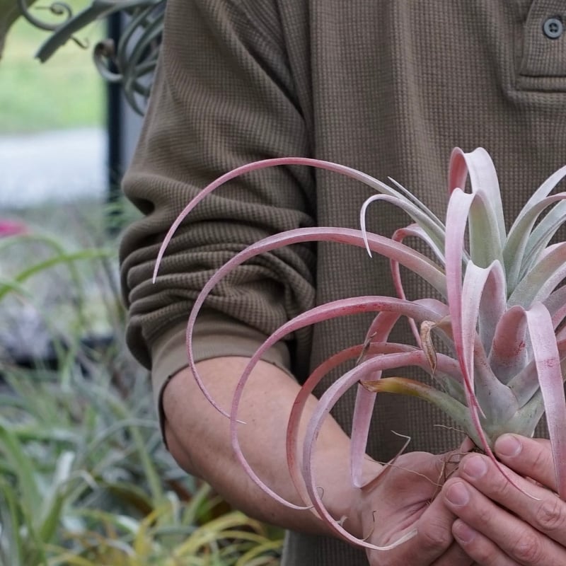 スタッフ特選】ココナッツ・グローブ XL | air-plants TENGU-DO