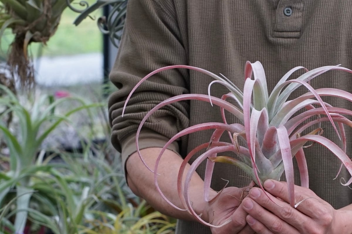 希少 チランジア ココナッツグローブ エアプランツ スタッフ特選】ココナッツ・グローブ XL | air-plants TENGU-DO