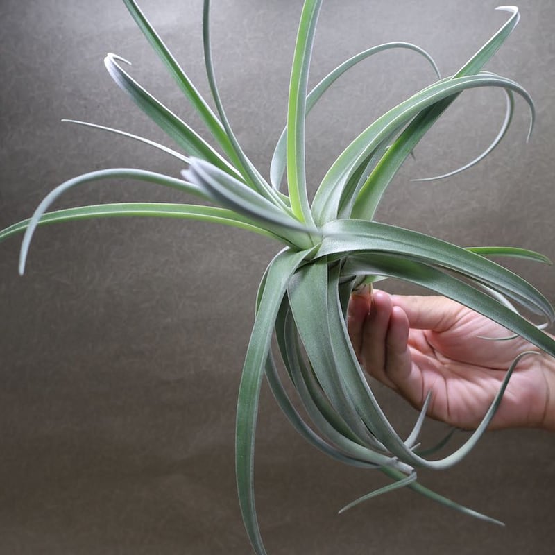 デュラティ × レクルビフォリア 03号 | air-plants TENGU-DO