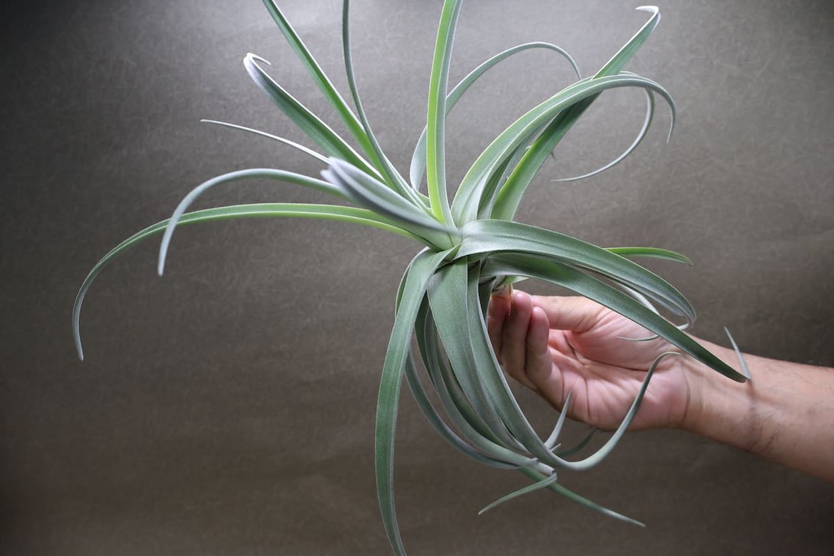 デュラティ × レクルビフォリア 03号 | air-plants TENGU-DO