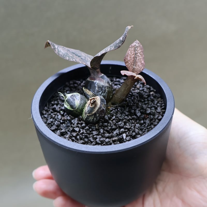 オエセオクラデス ロゼオバリエガータ 24号 | air-plants TENGU-DO