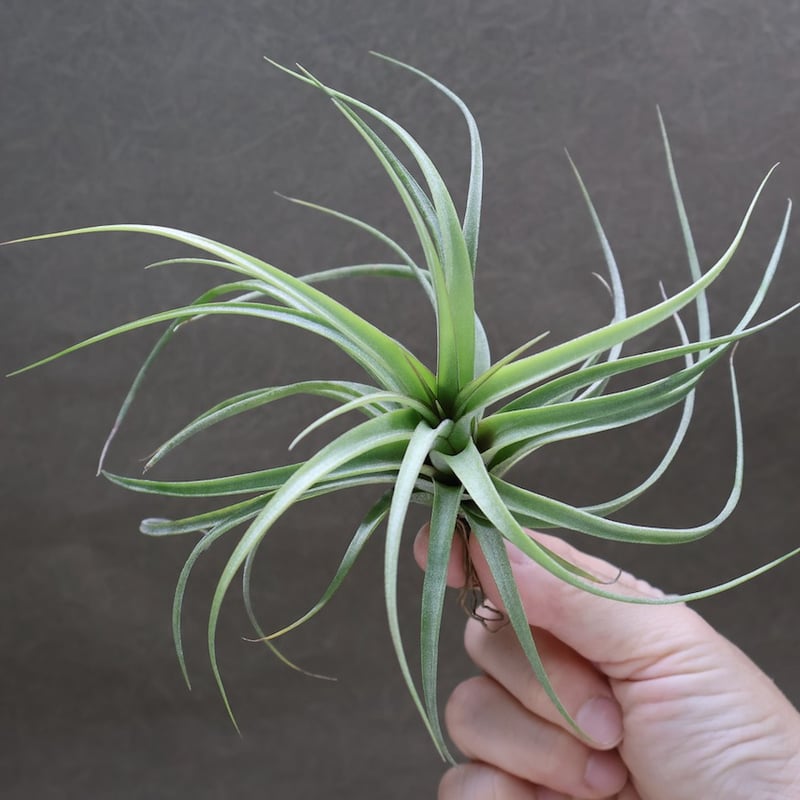 チランジア コンコロール × ストレプトフィラ セレクテッド チランジア・コンコロール×ストレプトフィラ Tillandsia