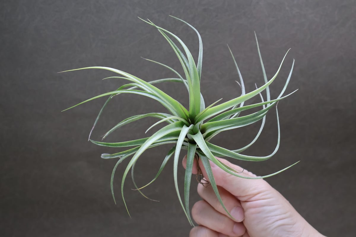 コンコロール×ストレプトフィラ Sサイズ19号 | air-plants TENGU-DO