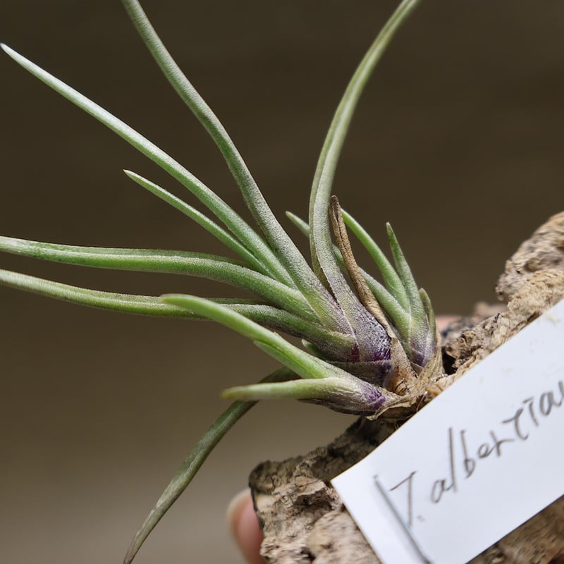 激レア　キビリザ アルベルシアナ Cibirhiza albersiana キビリザ・アルベルシアナ | 多肉植物・特別な鉢の販売 | トーキー | TOKY