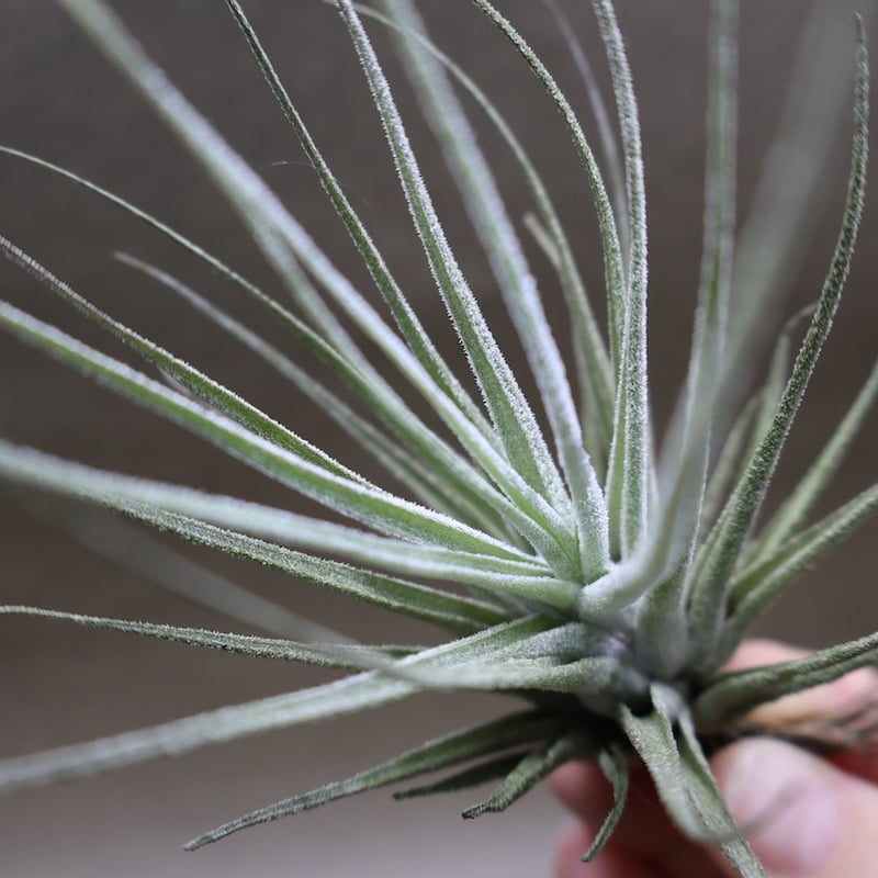 チランジア エーレルシアナ x ブルボーサ 速達+発泡スチロールおまけ